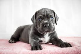 Warum der Cane Corso gerade so beliebt ist